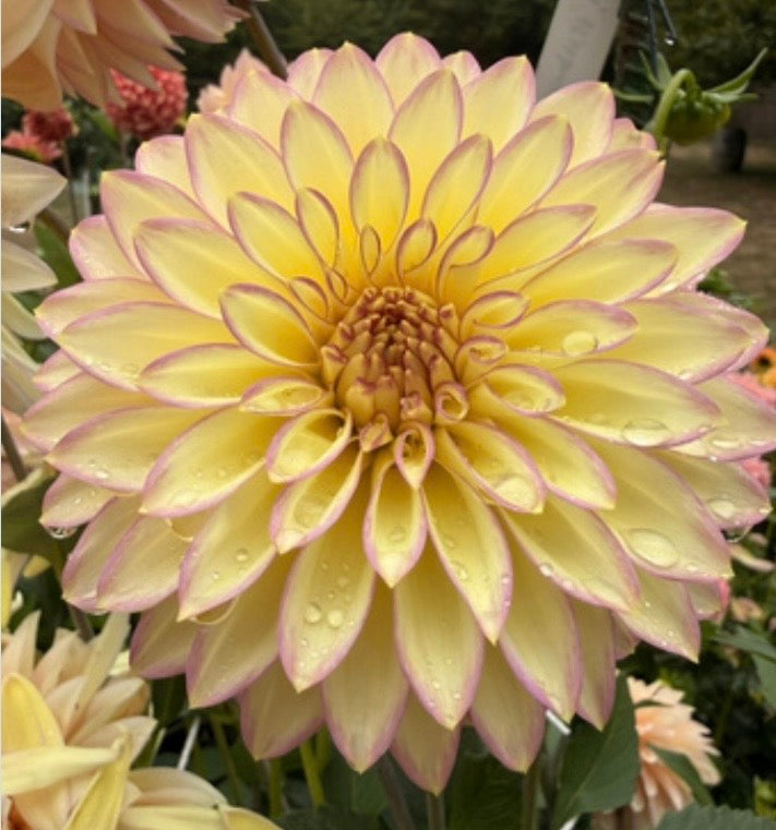 Bloomquist Blush