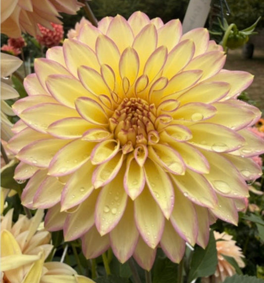 Bloomquist Blush