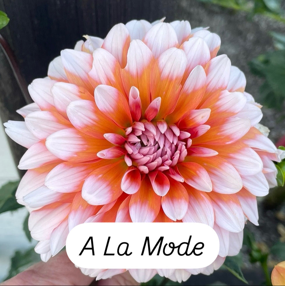 A La Mode