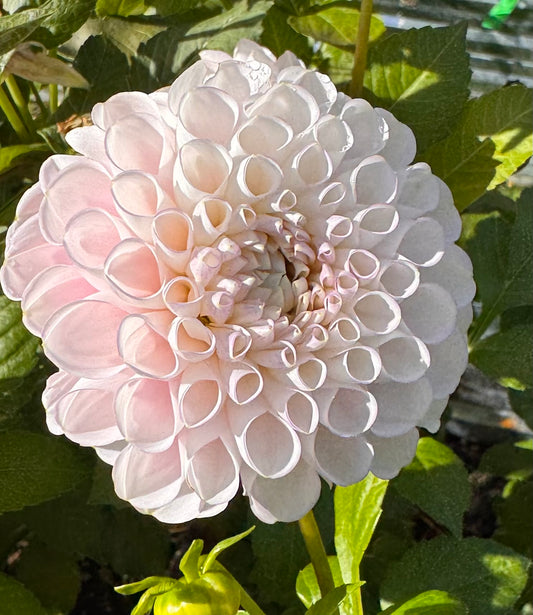 Pink Pearl