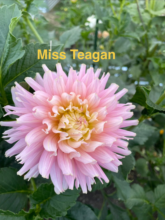Miss Teagan
