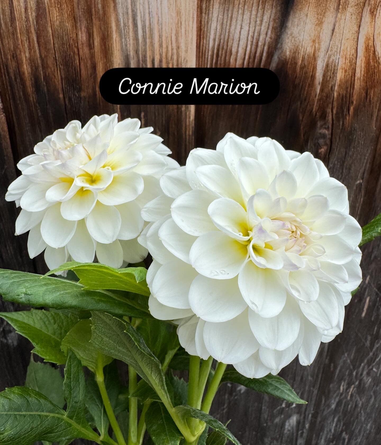 Connie Marion