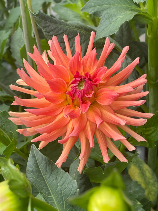 Ferncliff Tropics