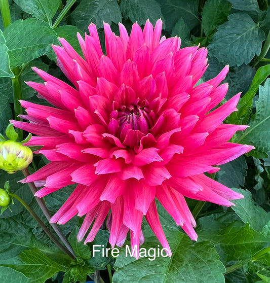 Fire Magic