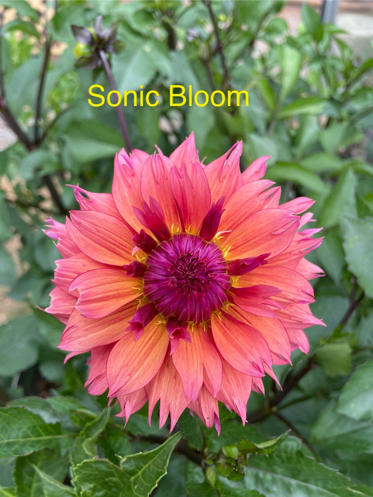 Sonic Bloom