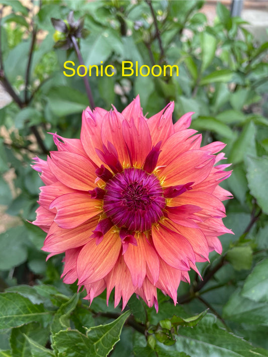 Sonic Bloom