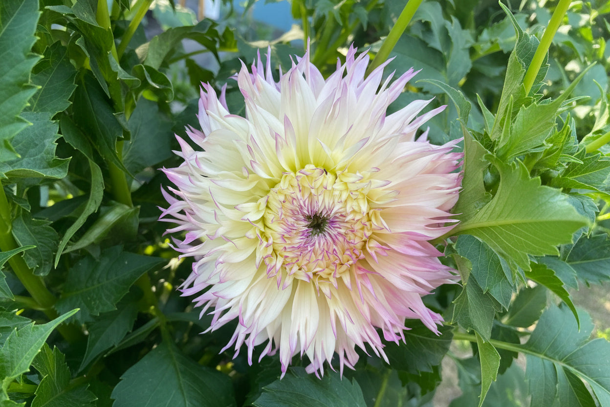 Pinelands Princess