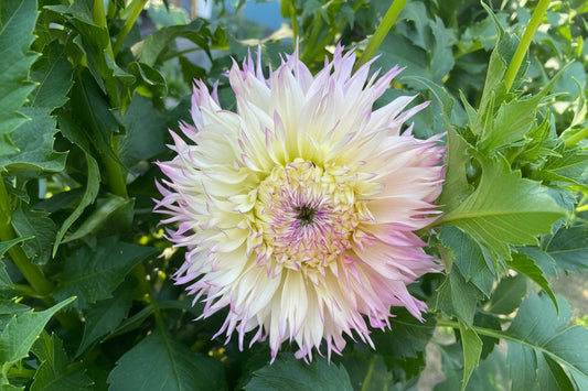 Pinelands Princess