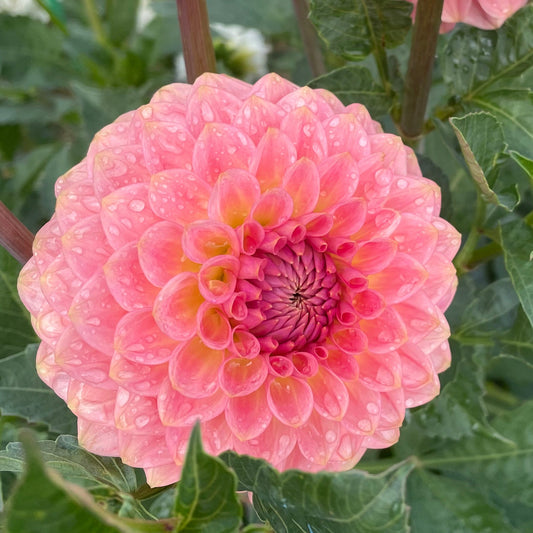 20th Avenue Softer Peach