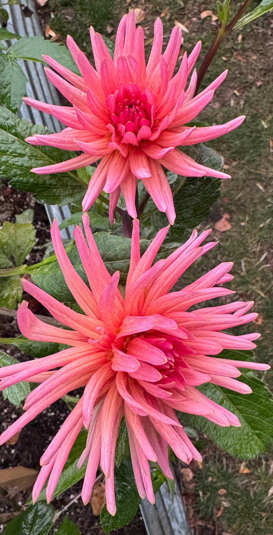 CG Coral