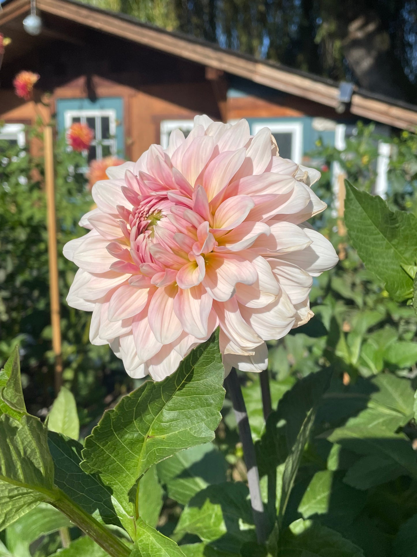 Apple Blossom Double