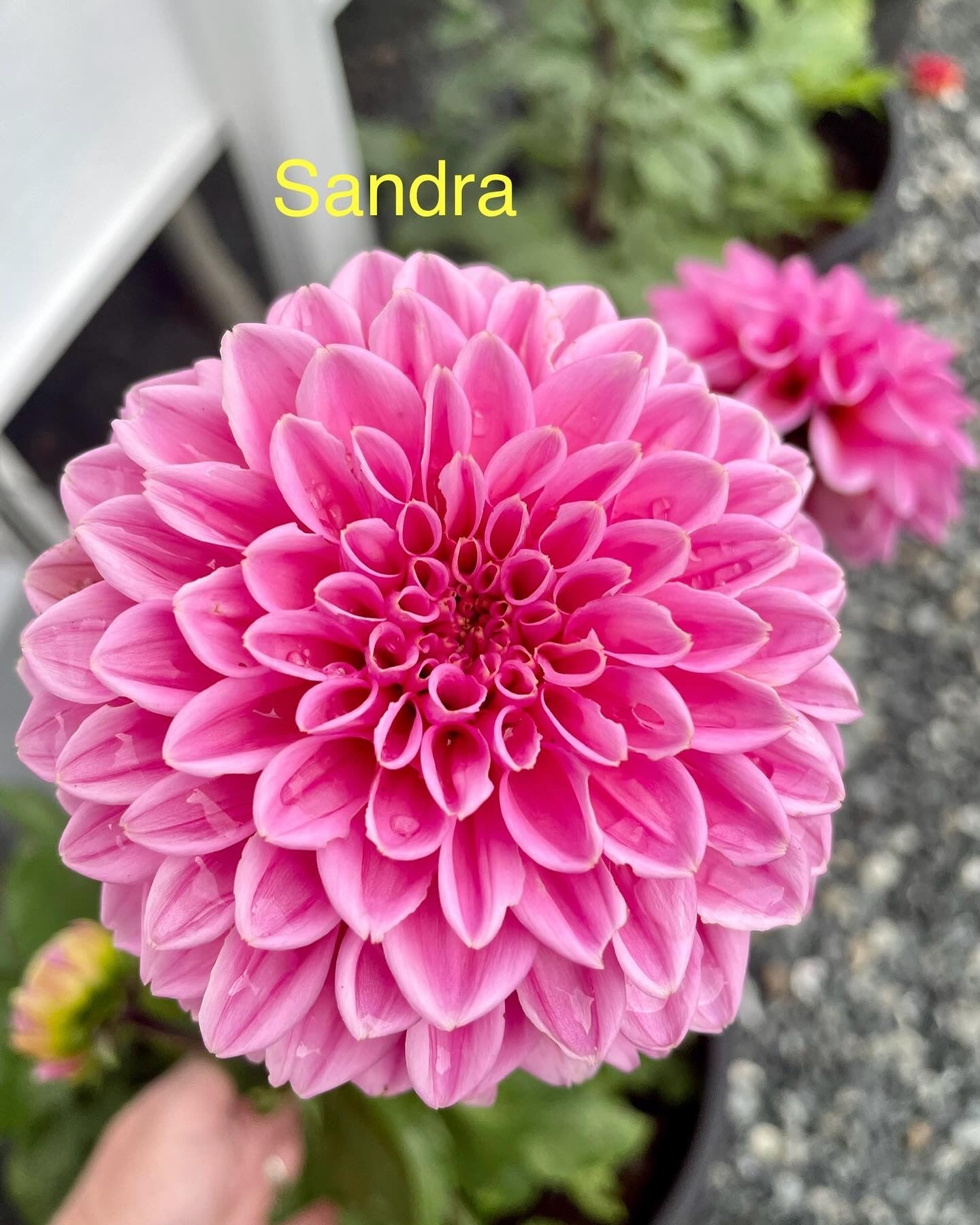 Sandra/Pink Sylvia