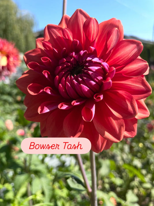 Bowser Tash