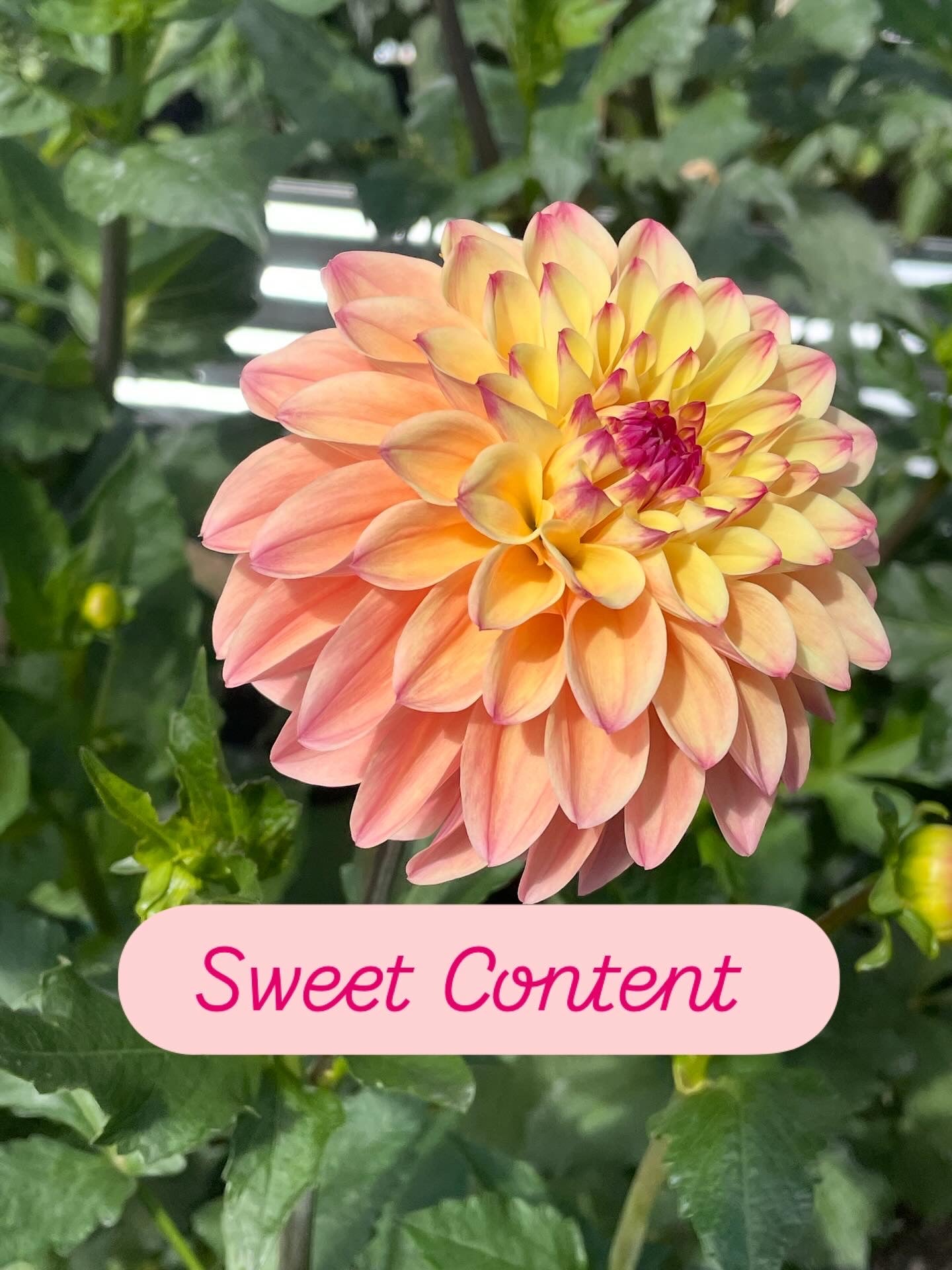 Sweet Content