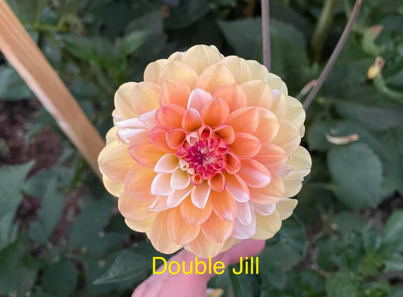 Double Jill