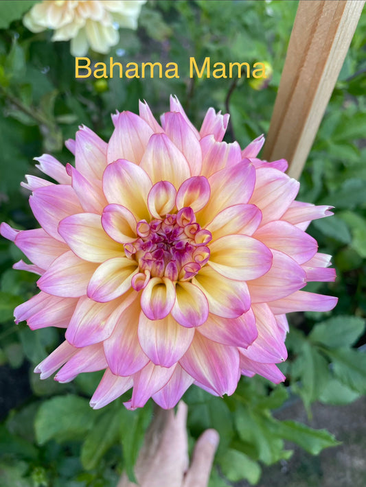 Bahama Mama