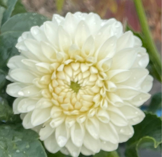 Ferncliff Pearl