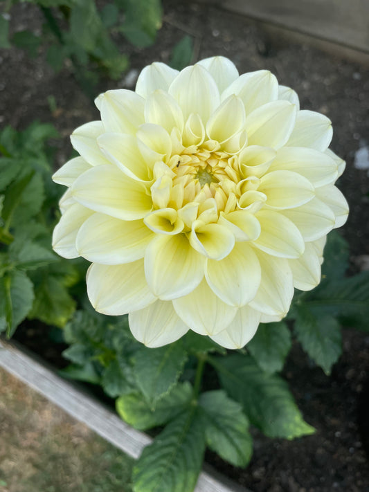 Caramel Antique