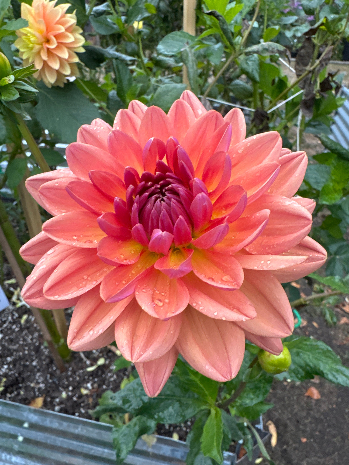 Dutch Pearl