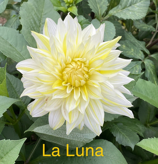 La Luna
