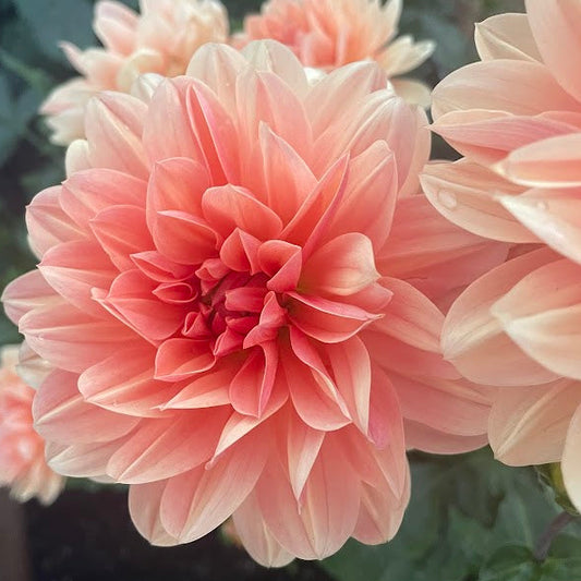 Apricot Desire
